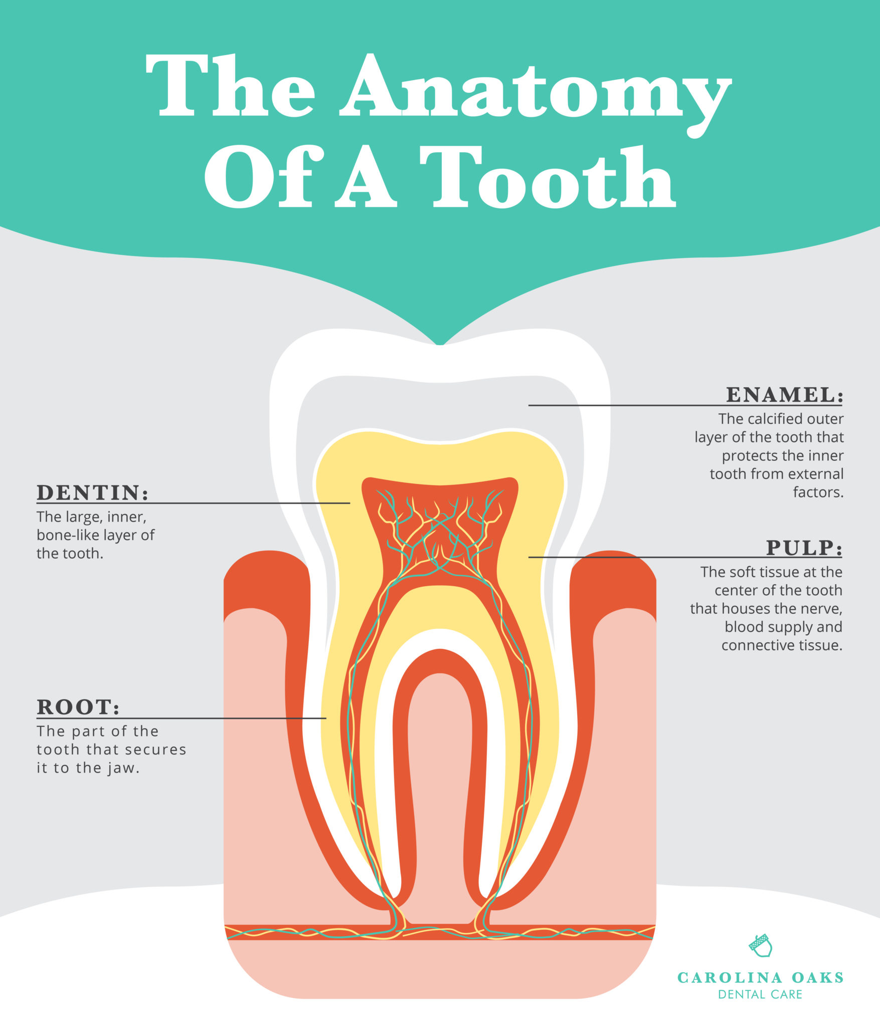 Anatomy Of A Tooth Oconee Dental Associates